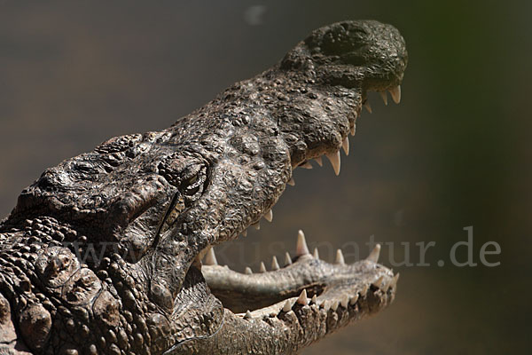 Mississippi-Alligator (Alligator mississipiensis)