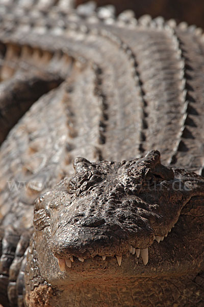 Mississippi-Alligator (Alligator mississipiensis)