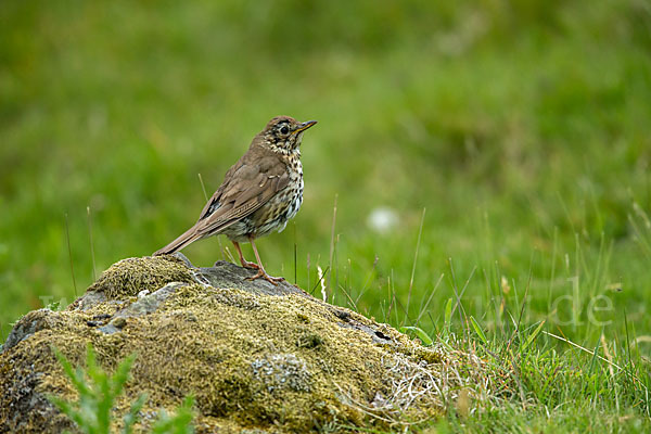 Misteldrossel (Turdus viscivorus)