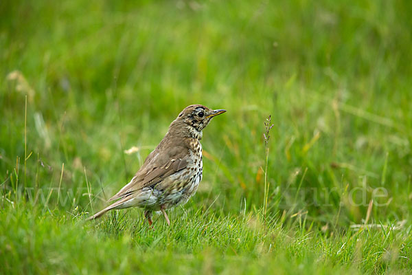 Misteldrossel (Turdus viscivorus)