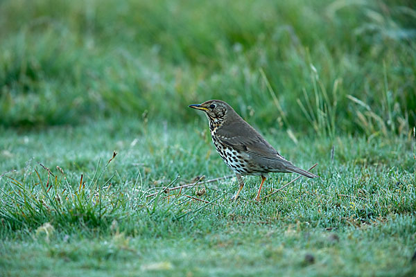 Misteldrossel (Turdus viscivorus)