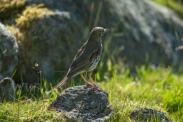 Misteldrossel (Turdus viscivorus)