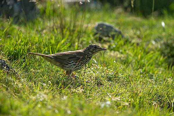 Misteldrossel (Turdus viscivorus)