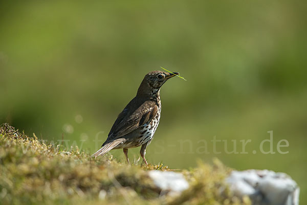 Misteldrossel (Turdus viscivorus)