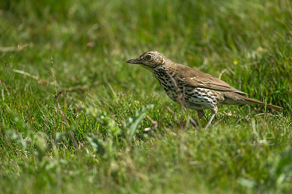 Misteldrossel (Turdus viscivorus)