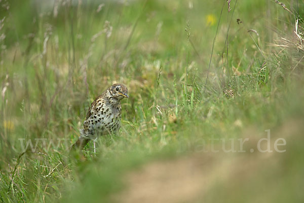 Misteldrossel (Turdus viscivorus)