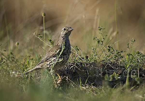 Misteldrossel (Turdus viscivorus)