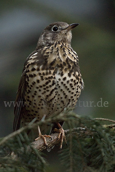 Misteldrossel (Turdus viscivorus)