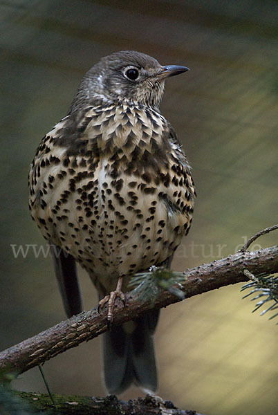 Misteldrossel (Turdus viscivorus)