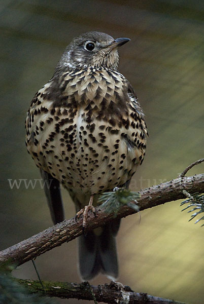 Misteldrossel (Turdus viscivorus)