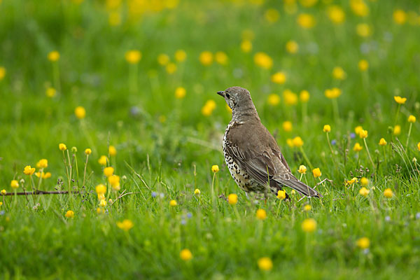 Misteldrossel (Turdus viscivorus)