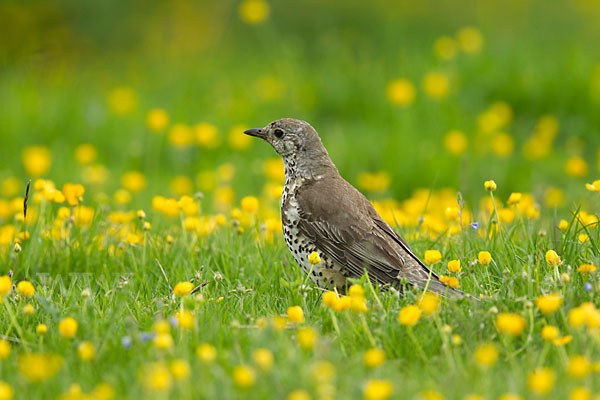 Misteldrossel (Turdus viscivorus)