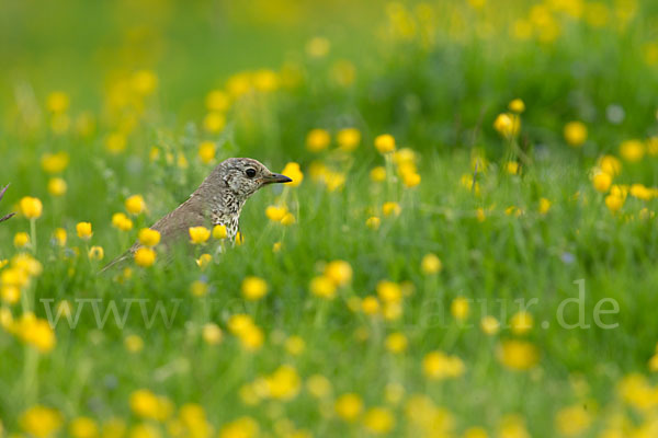 Misteldrossel (Turdus viscivorus)