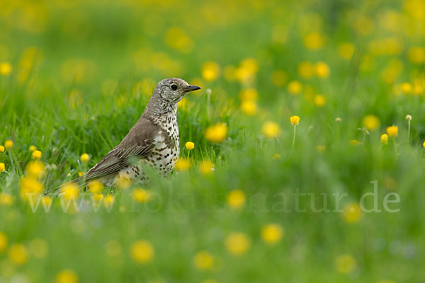 Misteldrossel (Turdus viscivorus)