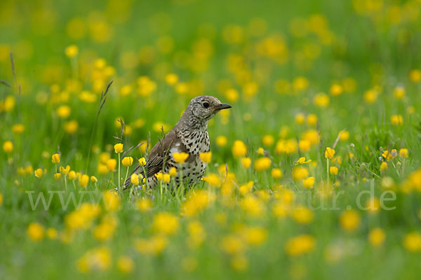 Misteldrossel (Turdus viscivorus)