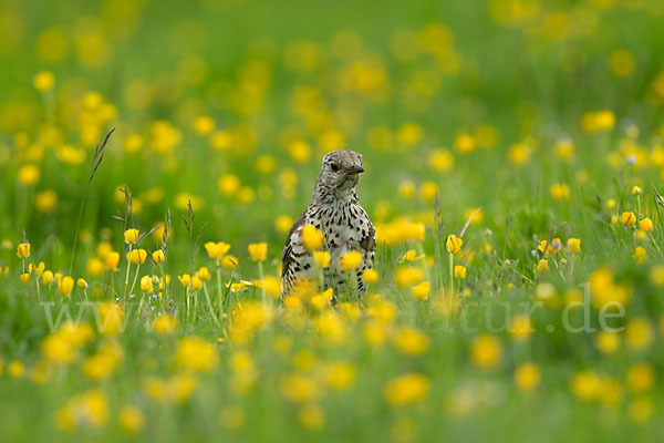 Misteldrossel (Turdus viscivorus)