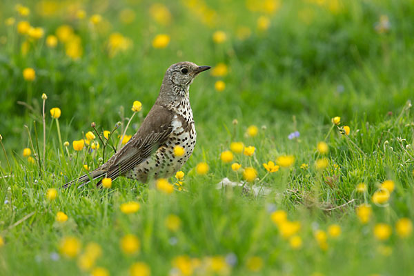 Misteldrossel (Turdus viscivorus)