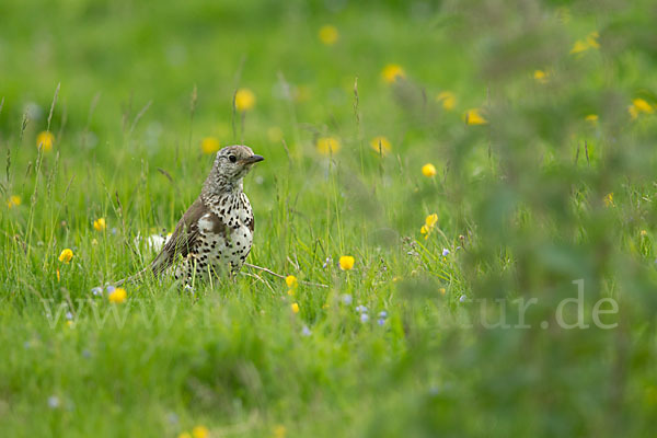 Misteldrossel (Turdus viscivorus)