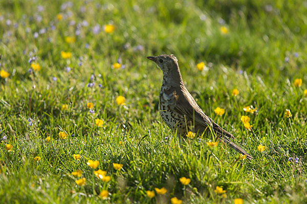 Misteldrossel (Turdus viscivorus)