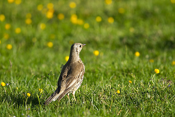 Misteldrossel (Turdus viscivorus)