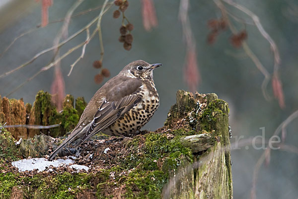 Misteldrossel (Turdus viscivorus)