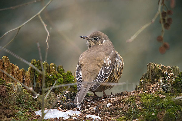 Misteldrossel (Turdus viscivorus)