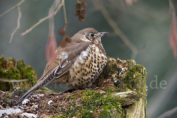 Misteldrossel (Turdus viscivorus)