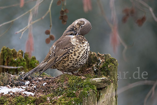 Misteldrossel (Turdus viscivorus)