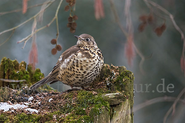 Misteldrossel (Turdus viscivorus)