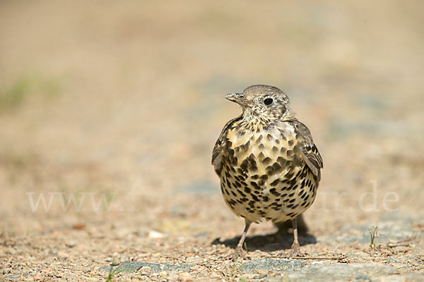 Misteldrossel (Turdus viscivorus)