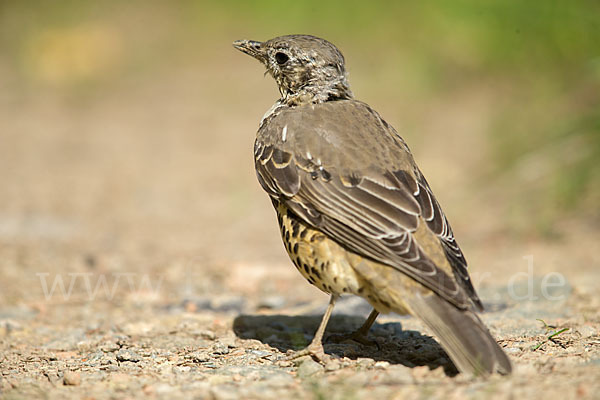 Misteldrossel (Turdus viscivorus)