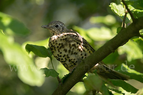 Misteldrossel (Turdus viscivorus)