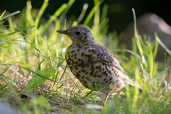 Misteldrossel (Turdus viscivorus)