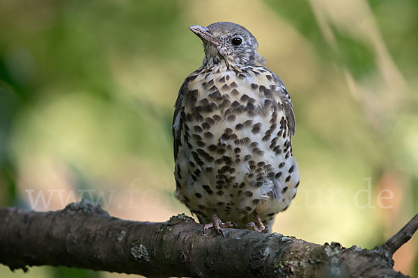 Misteldrossel (Turdus viscivorus)