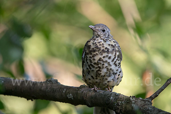 Misteldrossel (Turdus viscivorus)