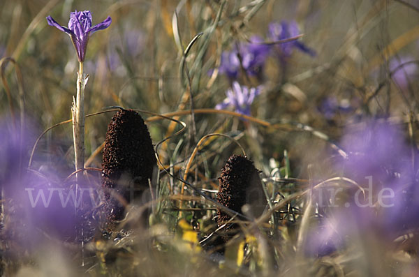 Mittags-Schwertlilie (Gynandiris sisyrinchium)