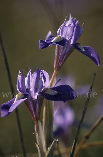 Mittags-Schwertlilie (Gynandiris sisyrinchium)