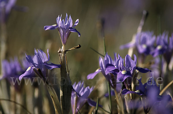 Mittags-Schwertlilie (Gynandiris sisyrinchium)