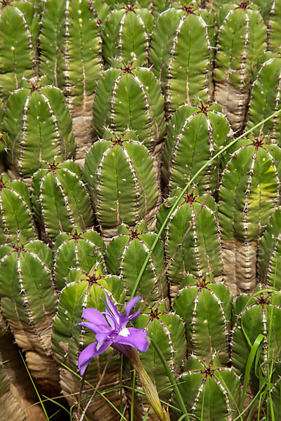 Mittags-Schwertlilie (Gynandiris sisyrinchium)