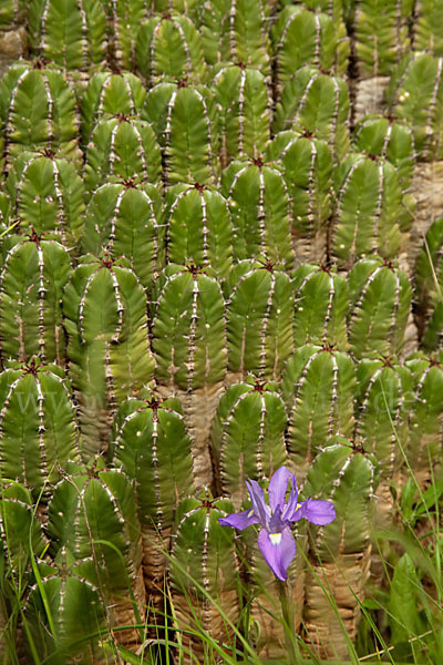 Mittags-Schwertlilie (Gynandiris sisyrinchium)