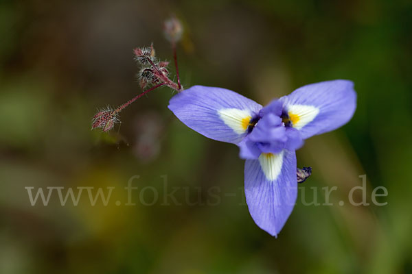 Mittags-Schwertlilie (Gynandiris sisyrinchium)