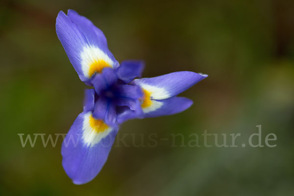 Mittags-Schwertlilie (Gynandiris sisyrinchium)