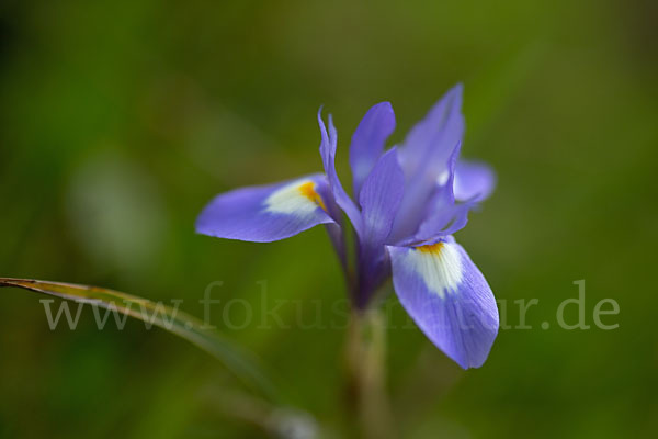 Mittags-Schwertlilie (Gynandiris sisyrinchium)