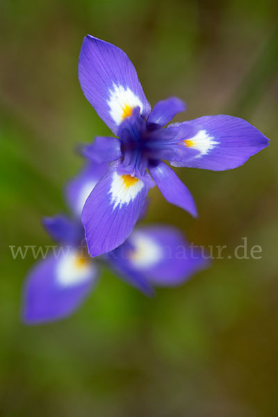 Mittags-Schwertlilie (Gynandiris sisyrinchium)