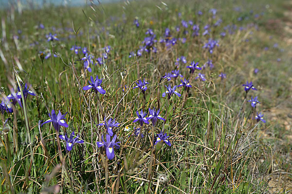 Mittags-Schwertlilie (Gynandiris sisyrinchium)