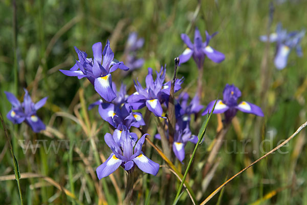 Mittags-Schwertlilie (Gynandiris sisyrinchium)