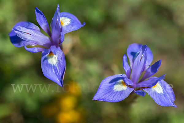 Mittags-Schwertlilie (Gynandiris sisyrinchium)