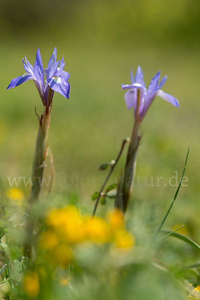 Mittags-Schwertlilie (Gynandiris sisyrinchium)