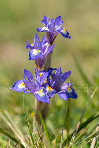 Mittags-Schwertlilie (Gynandiris sisyrinchium)