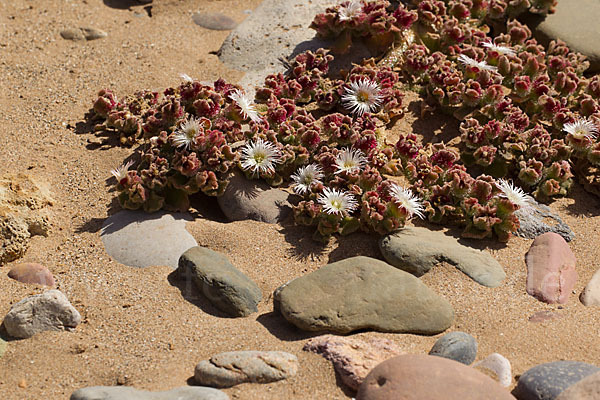 Mittagsblume (Mesembryanthemum theurkauffii)